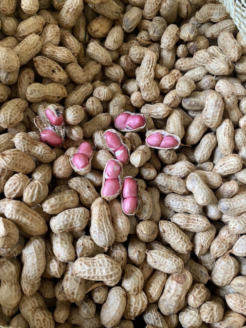 四川金堂花生新鲜洗花生两粒红米花生个头饱满机洗花生不带泥