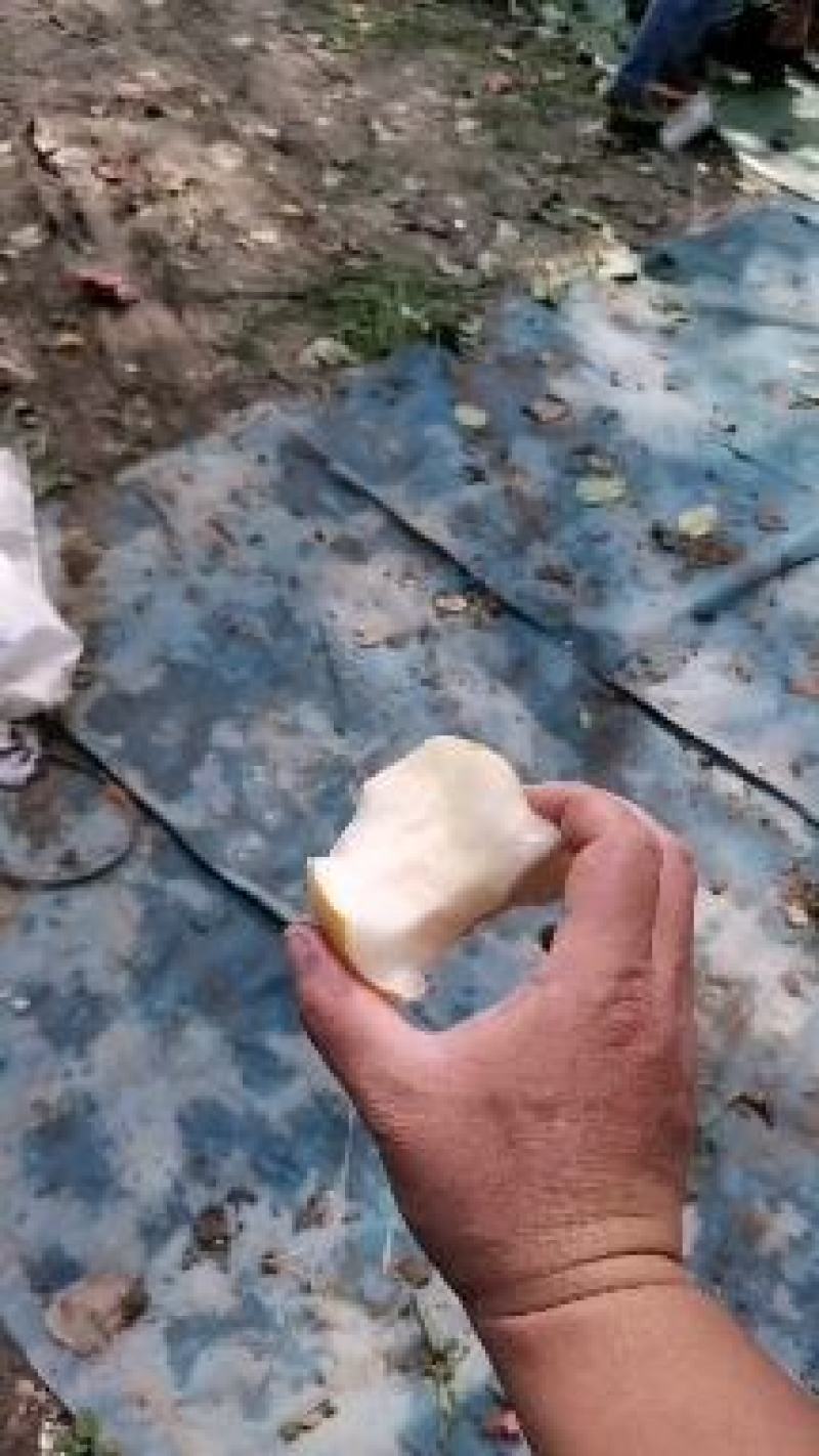 黄金梨！！三层袋！！！！