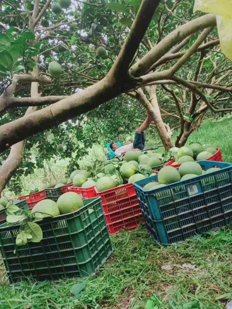 泰国青柚，自产自销