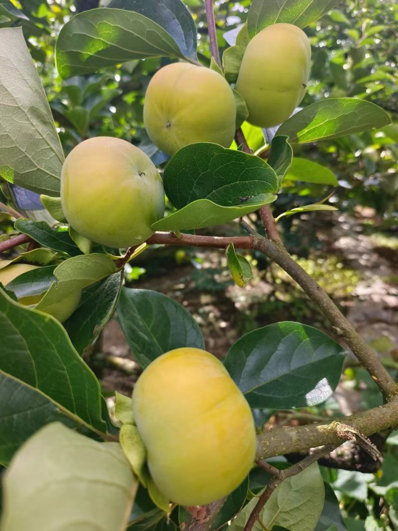 甜柿，太秋甜柿，次郎甜柿，产自云南红河州，文山州