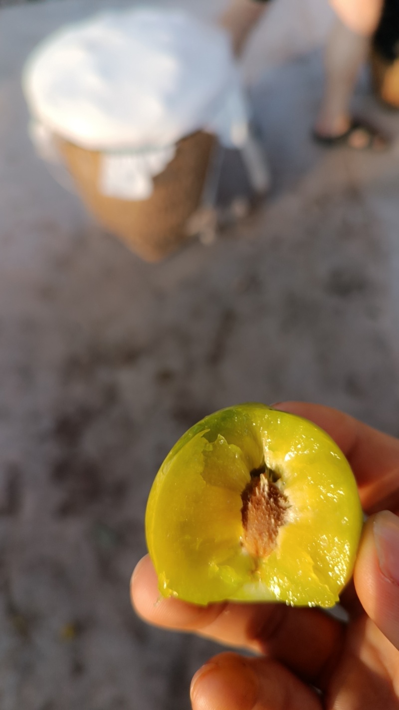 达州青红脆李