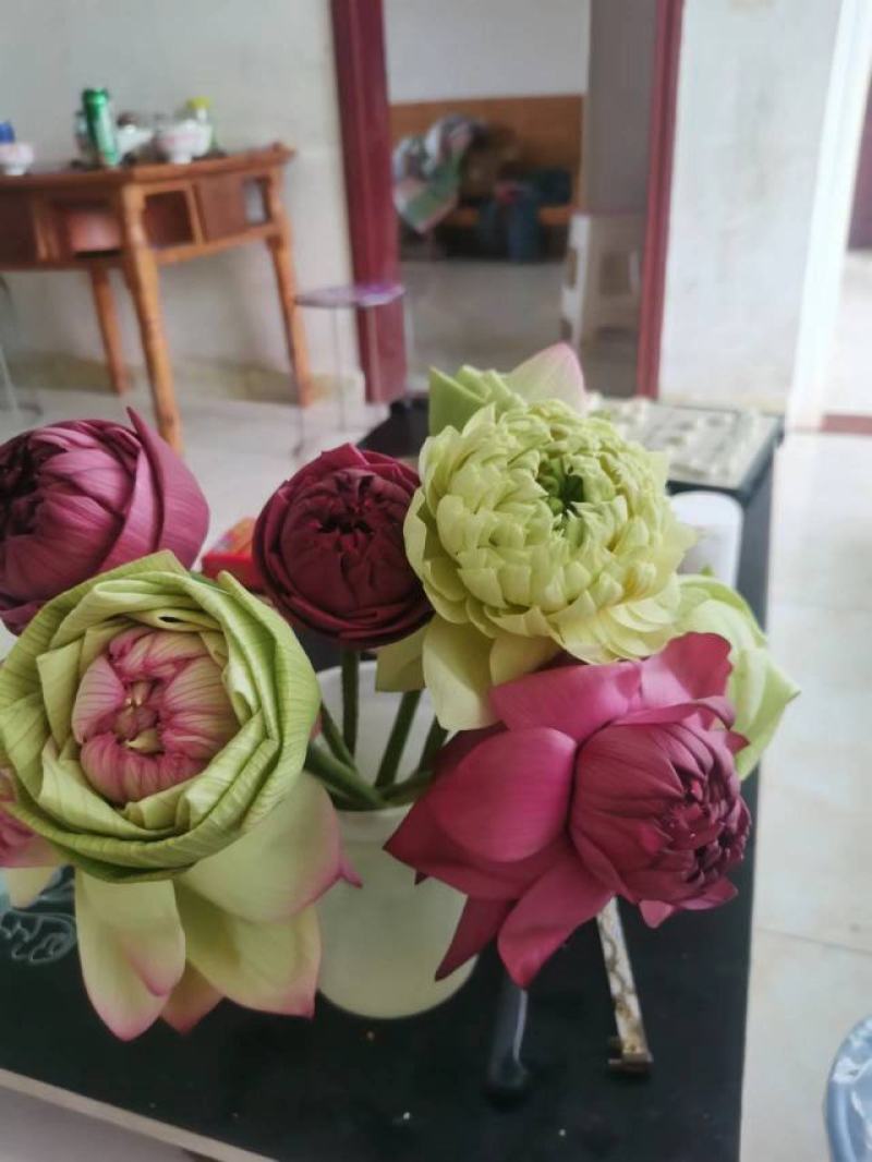 鲜切荷花