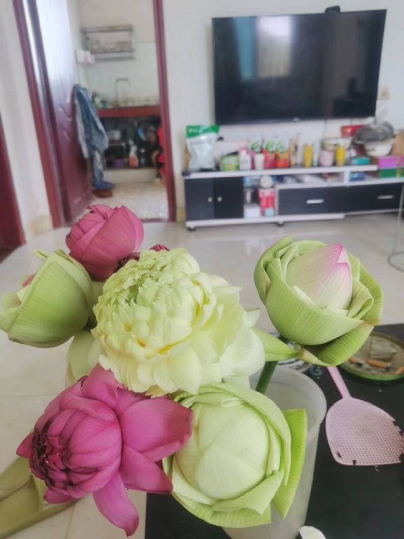 鲜切荷花