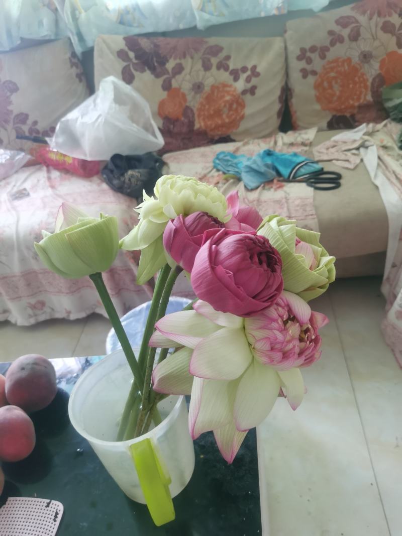 鲜切荷花
