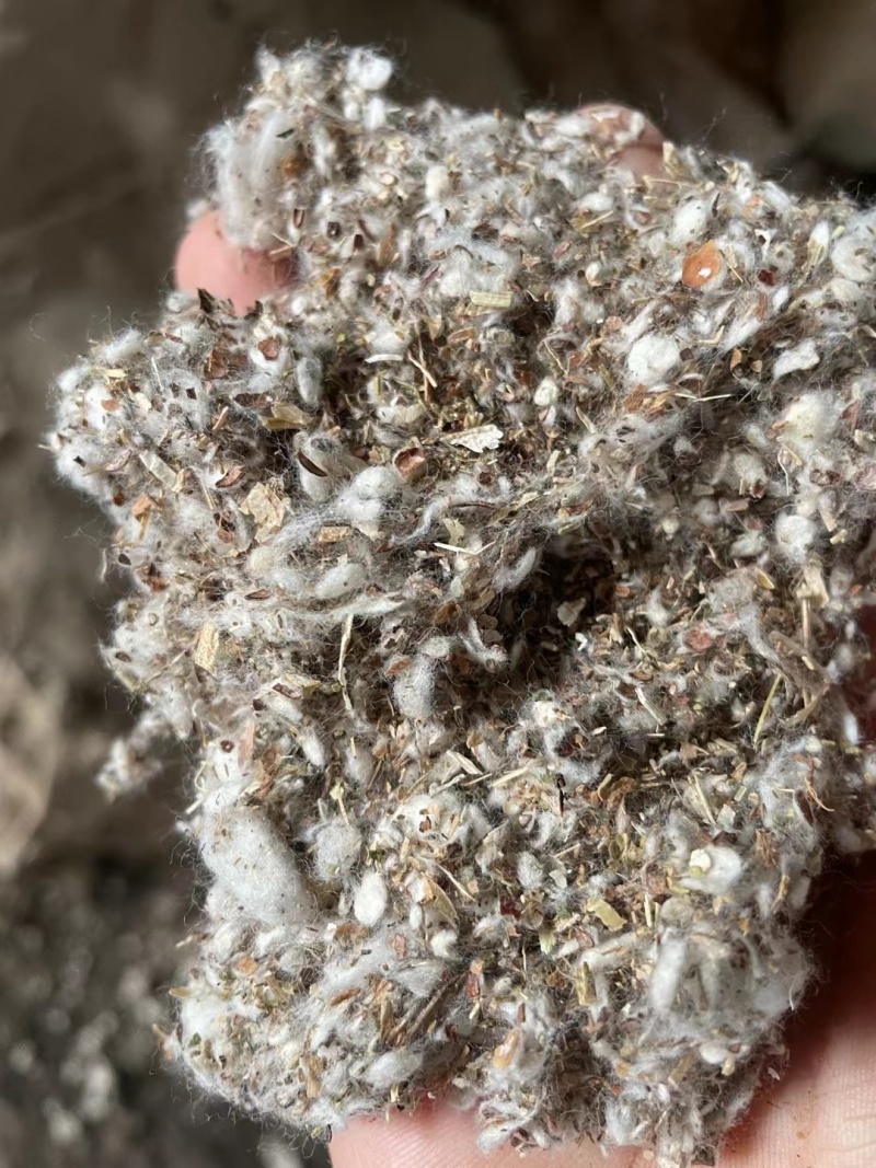 种植平菇好原料棉渣价格低收益高保量一手全国发货