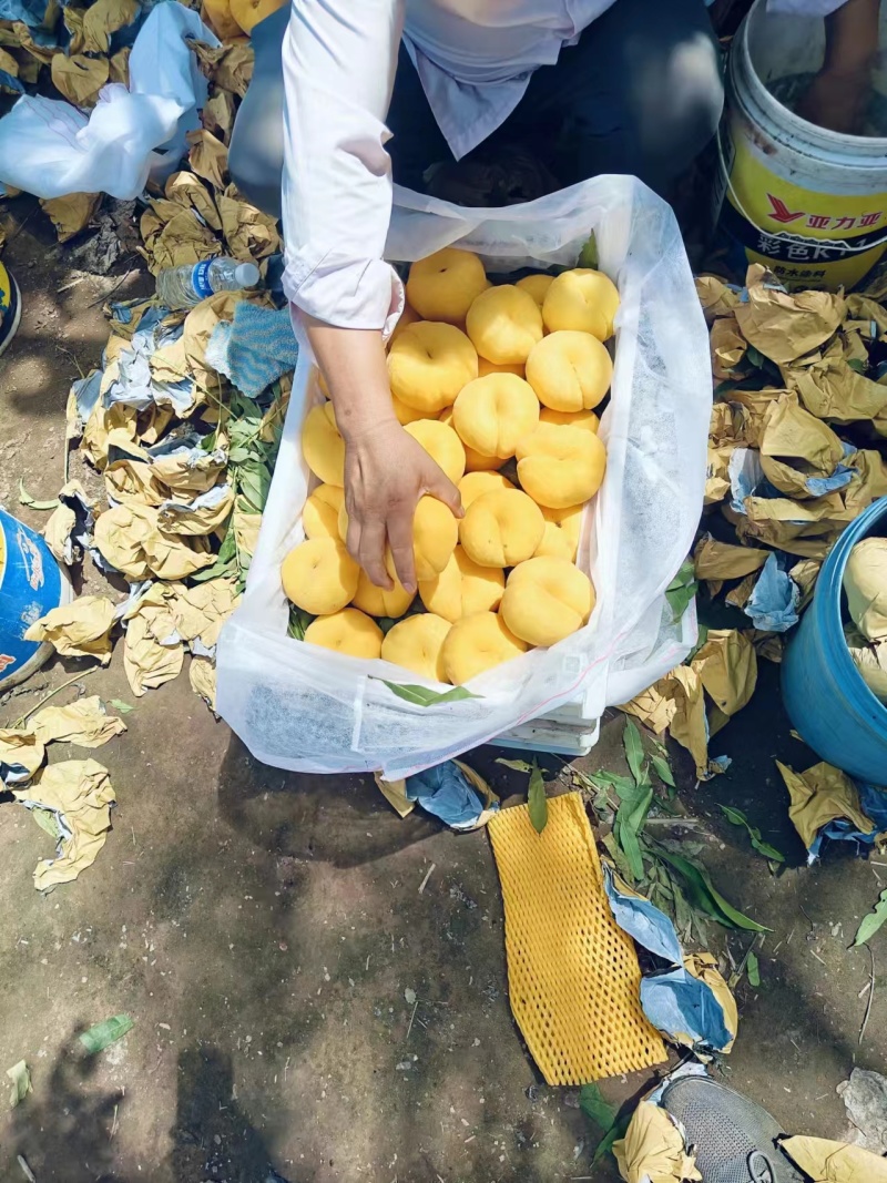 黄金蟠桃，糖度高果型特别端正