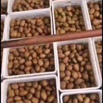 陕西眉县翠香猕猴桃