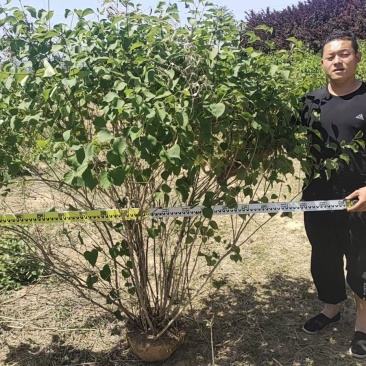 紫丁香花苗四季盆栽地栽南北方耐寒热庭院绿植物花园阳台室外