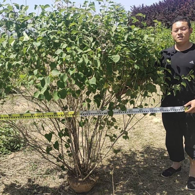 紫丁香花苗四季盆栽地栽南北方耐寒热庭院绿植物花园阳台室外
