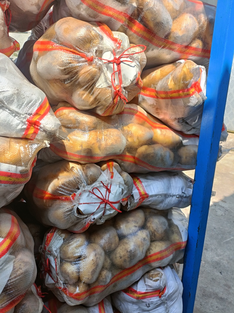 山东冷库土豆大量供应箱装袋装全国发货