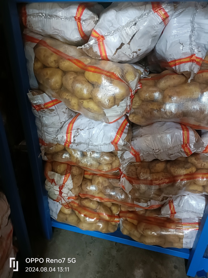 山东冷库荷兰沃土土豆袋装码面全国发货欢迎采购
