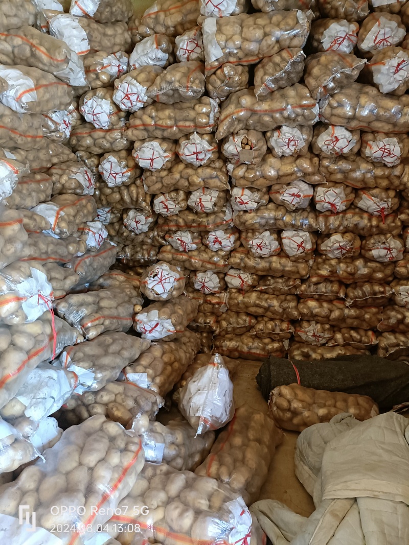 山东冷库荷兰沃土土豆袋装码面全国发货欢迎采购
