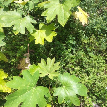 大通草种苗，优质品种