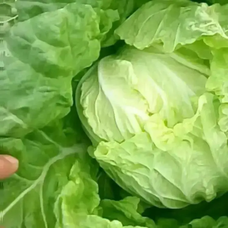 精品黄心白菜大量上市品质保证量大从优一手货源