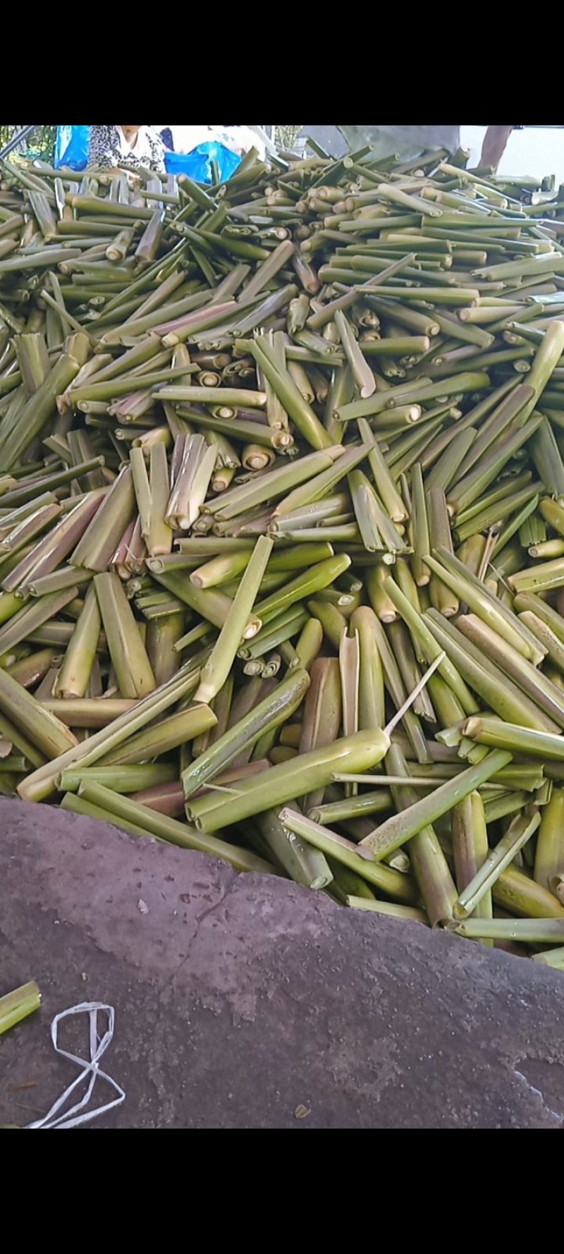 茭白