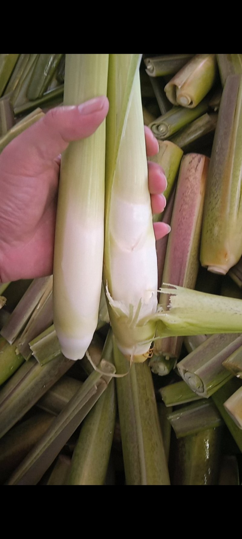 茭白