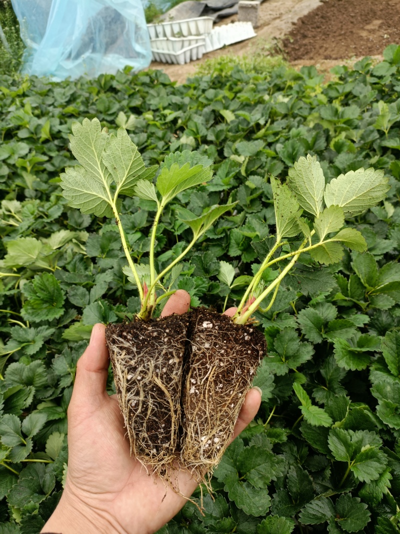 香野草莓苗特点隋珠草莓苗介绍特早熟草莓苗品种