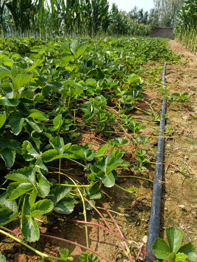 香野草莓苗特点隋珠草莓苗介绍特早熟草莓苗品种