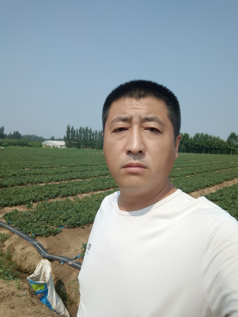 香野草莓苗特点隋珠草莓苗介绍特早熟草莓苗品种