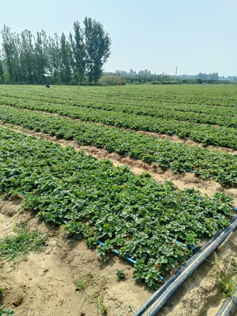 香野草莓苗特点隋珠草莓苗介绍特早熟草莓苗品种