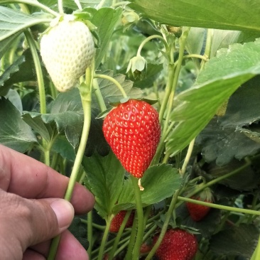 香野草莓苗特点隋珠草莓苗介绍特早熟草莓苗品种