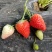 香野草莓苗特点隋珠草莓苗介绍特早熟草莓苗品种