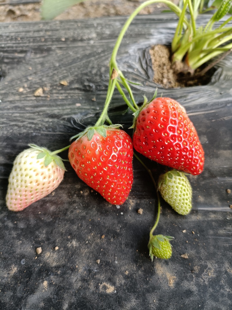 香野草莓苗特点隋珠草莓苗介绍特早熟草莓苗品种