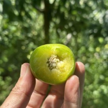 青脆李，脆甜