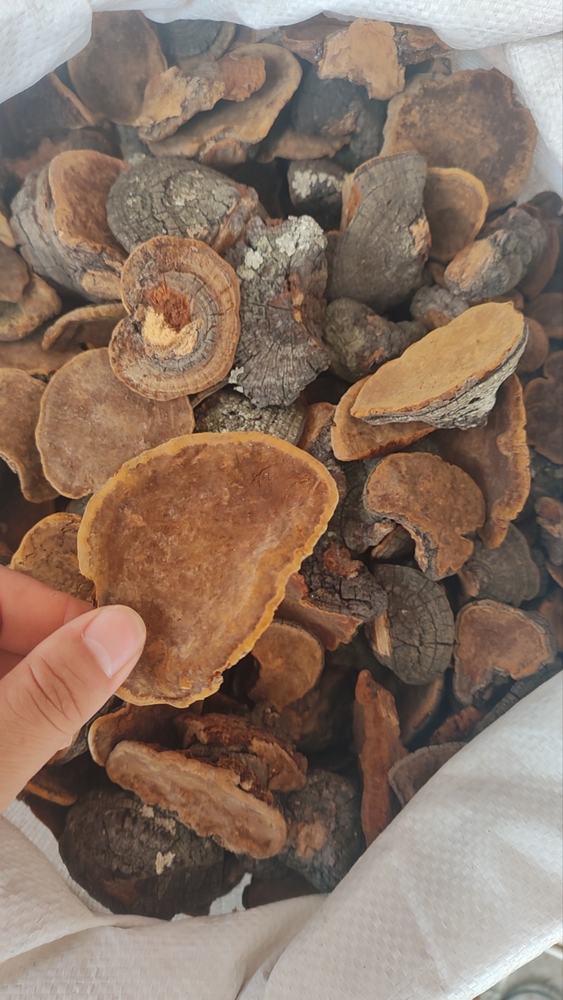 桑黄茶桑树黄西藏桑黄长白山桑黄
