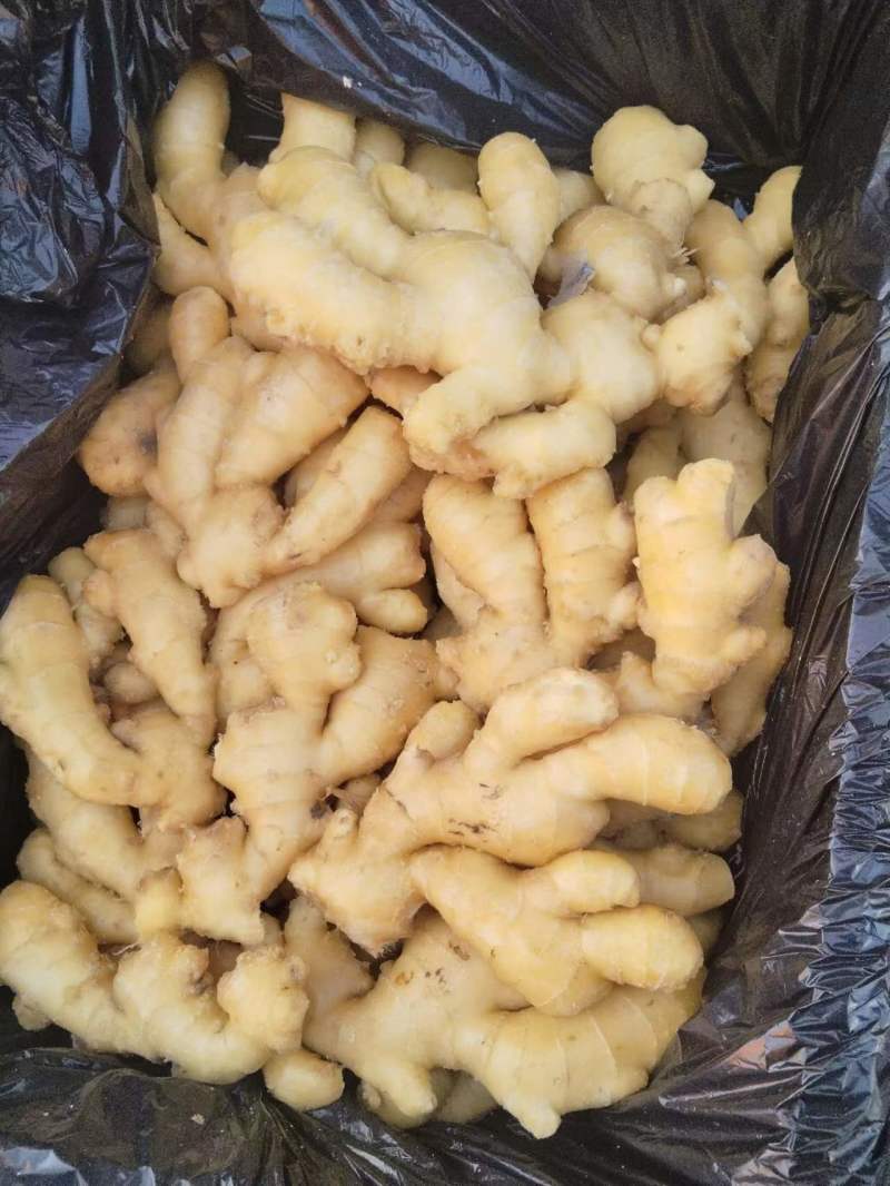 生姜产地认证出口用，精品大姜，小黄姜多种规格，欢迎采购1