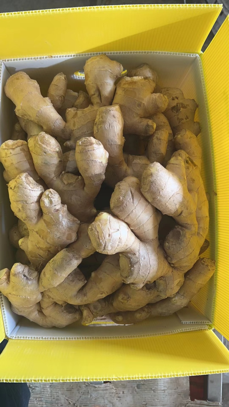 生姜产地认证出口用，精品大姜，小黄姜多种规格，欢迎采购1