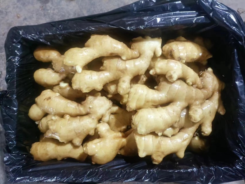 生姜产地认证出口用，精品大姜，小黄姜多种规格，欢迎采购1