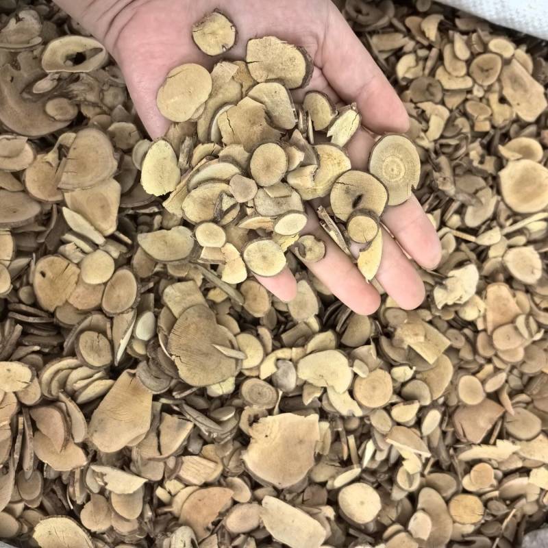 乌药台乌药产地浙江多种规格供应山东七彩百草中药材