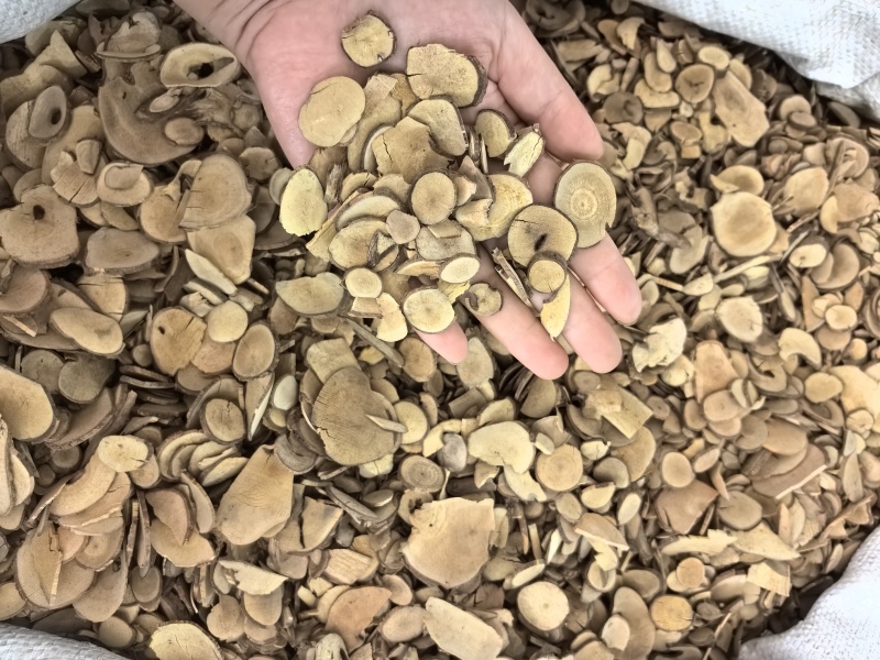 乌药台乌药产地浙江多种规格供应山东七彩百草中药材