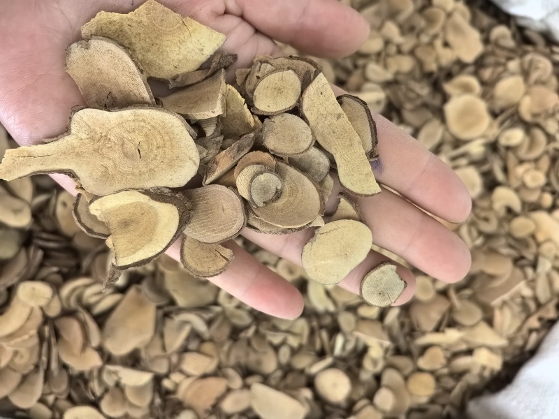 乌药台乌药产地浙江多种规格供应山东七彩百草中药材