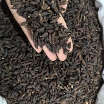 香附香附个生香附多种规格大货供应山东七彩百草中药