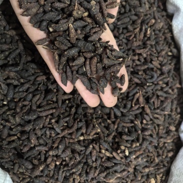 香附香附个生香附多种规格大货供应山东七彩百草中药
