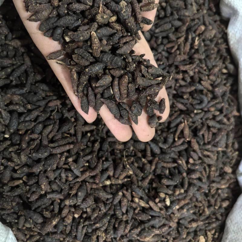 香附香附个生香附多种规格大货供应山东七彩百草中药