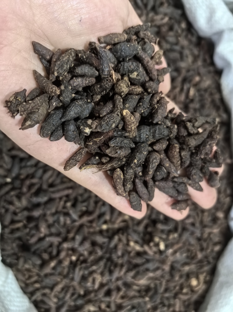 香附香附个生香附多种规格大货供应山东七彩百草中药