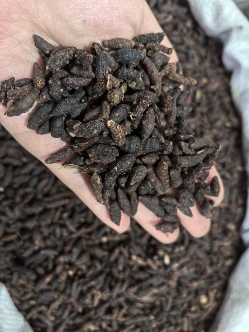 香附香附个生香附多种规格大货供应山东七彩百草中药