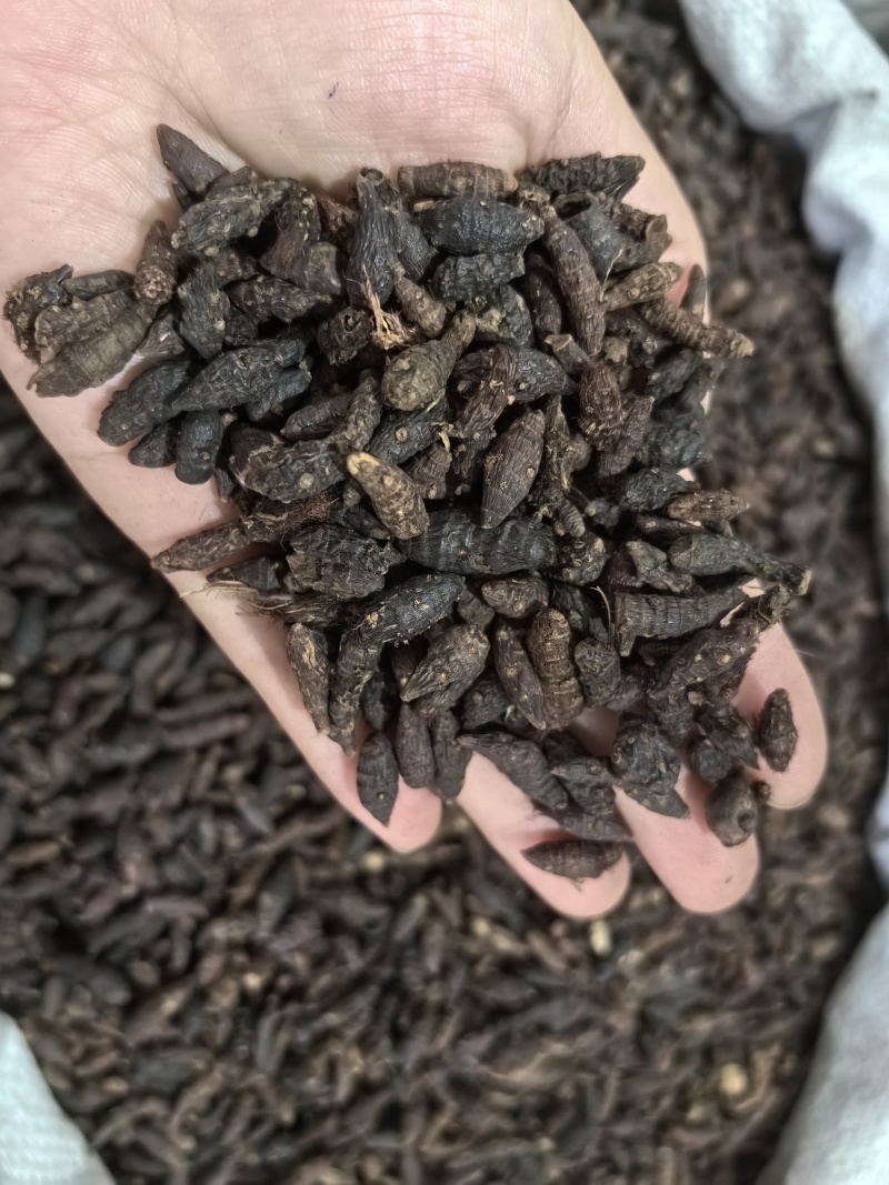香附香附个生香附多种规格大货供应山东七彩百草中药