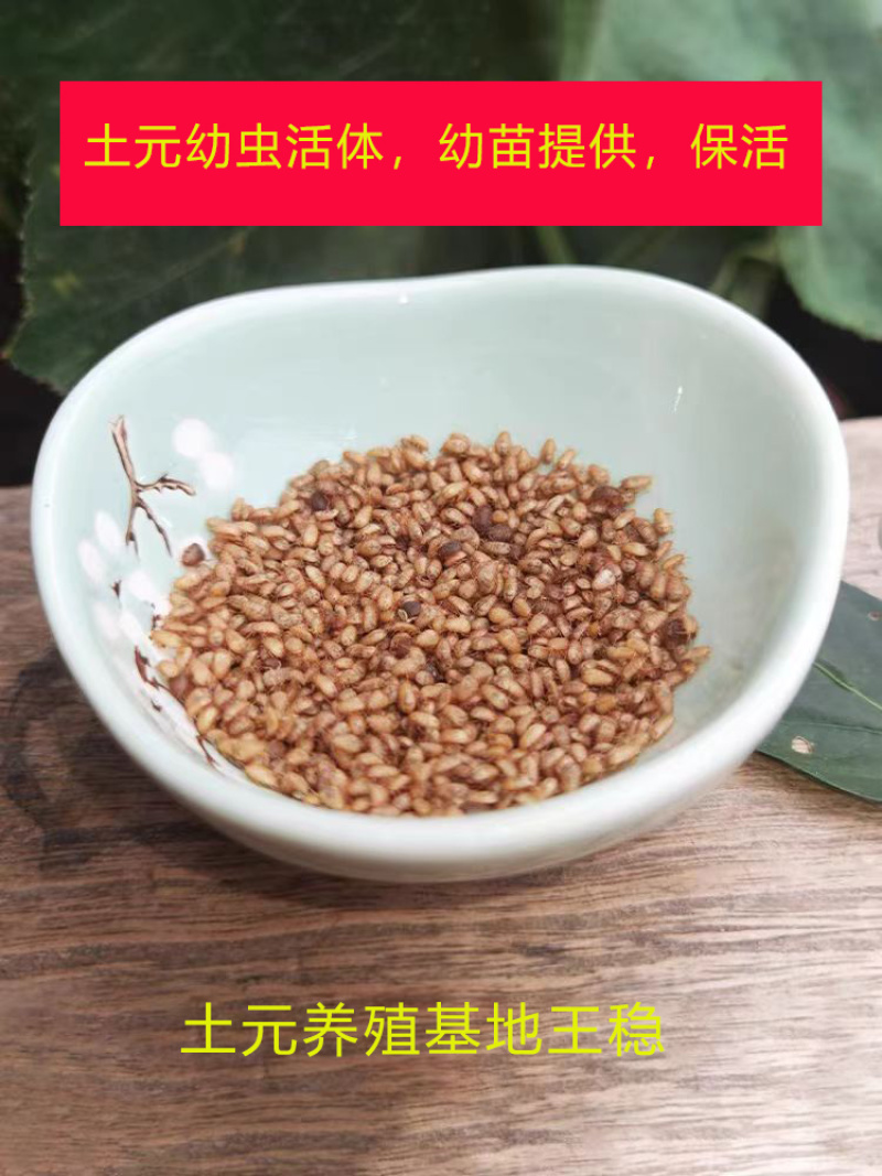 中华土元芝麻虫