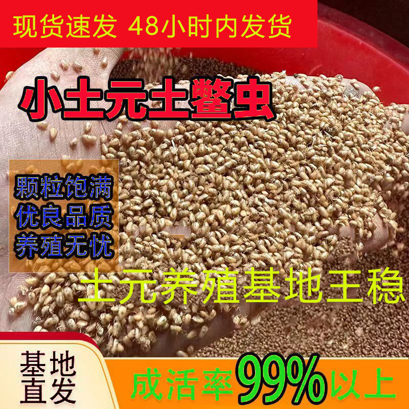 中华土元芝麻虫