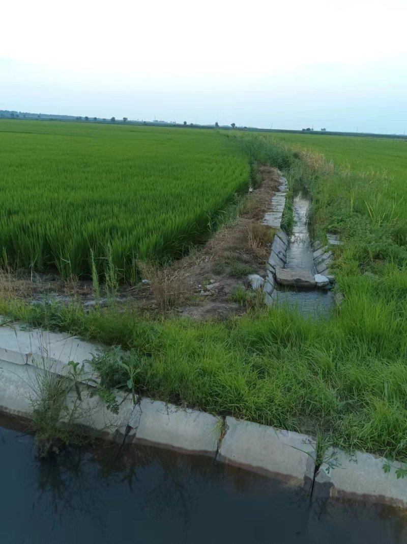 精选黑龙江大米-珍珠米口感好自家基地供应全国市场