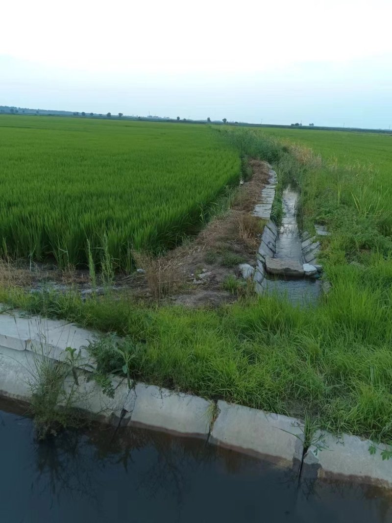 精选黑龙江大米-稻花香口感好自家基地供应全国市场