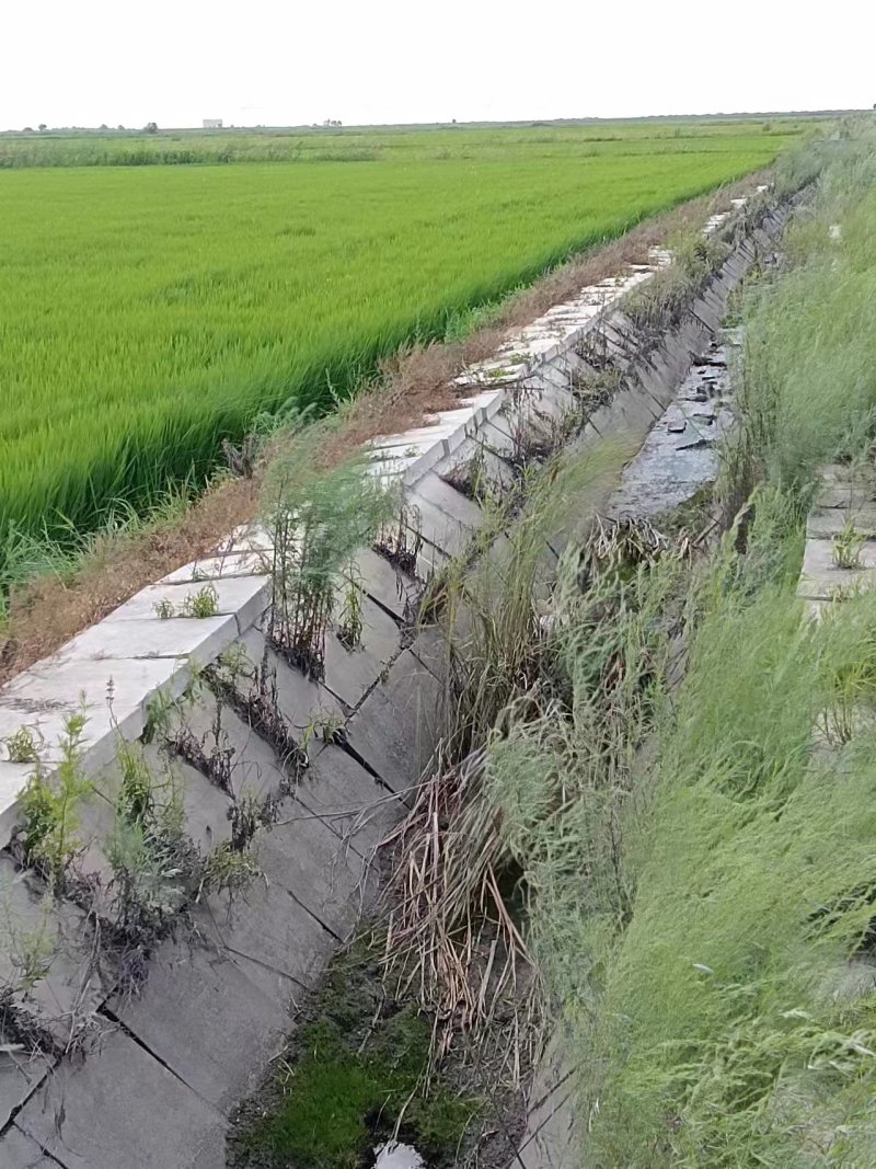 精选黑龙江大米-稻花香口感好自家基地供应全国市场