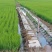 东北大米稻花香新大米口感好自家基地供应全国市场