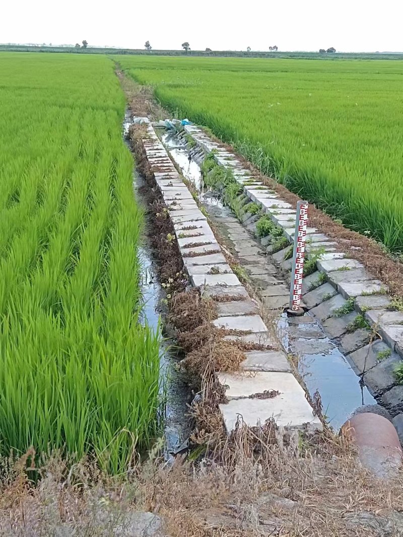 东北大米稻花香新大米口感好自家基地供应全国市场