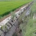 东北大米稻花香新大米口感好自家基地供应全国市场