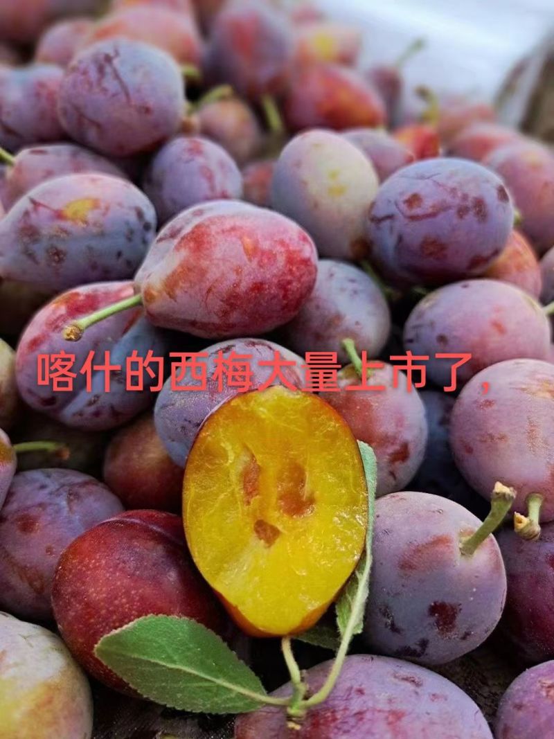 新疆阿克苏法兰西，西梅大量现货口感好糖度高达20个以上！